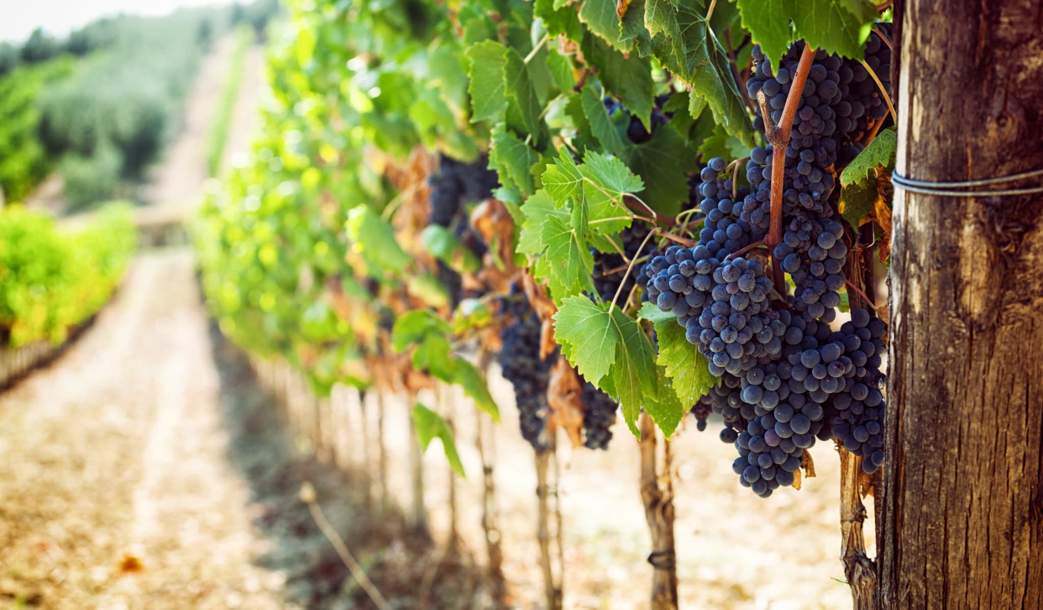 Grapes 101: Exploring the Varieties That Shape the World's Best Wines